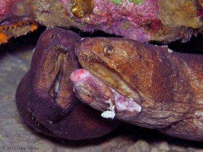 Mating Morays