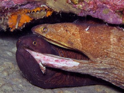 Mating Morays