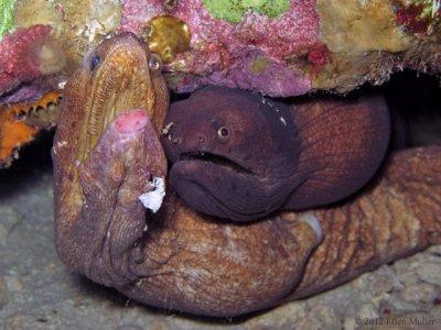 Mating Morays