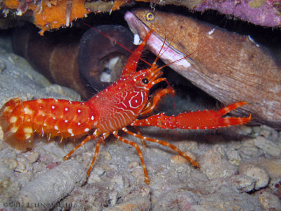 Lobster and Morays