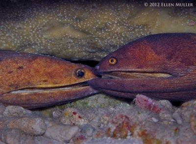 Mating Morays
