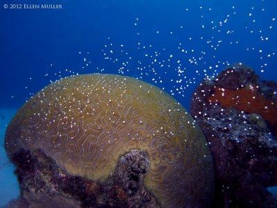 Brain Coral Spawning