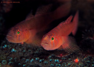 Rusty Goby Pair 