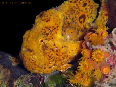 Spotty Frogfish 2