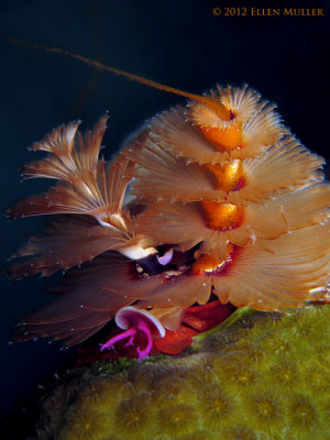 Spawning XmasTree Worm