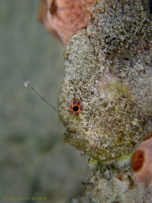 Little Frogfish