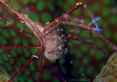 Arrow Crab & Babies