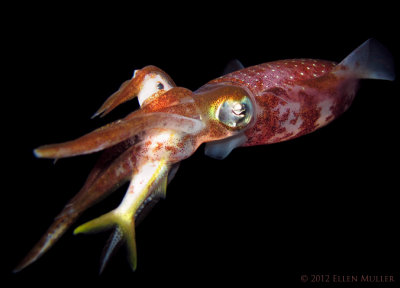 Squid with Dinner
