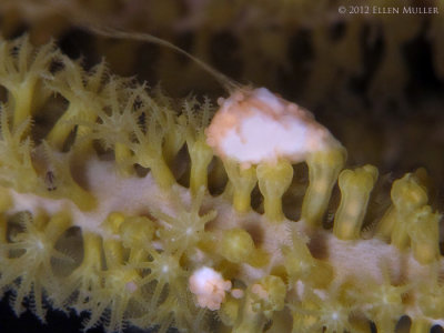 Gorgonian Spawning Egg Bundles