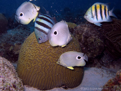 Brain Coral Spawning