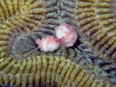Brain Coral Egg Bundles