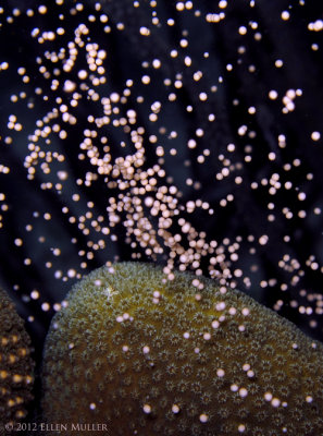 Star Coral Spawning Eggs