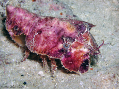 juvenile spanish lobster