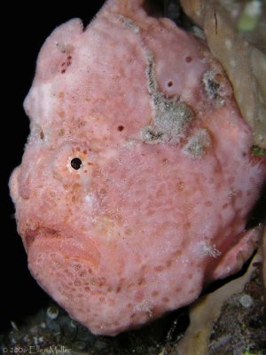 pink frogfish