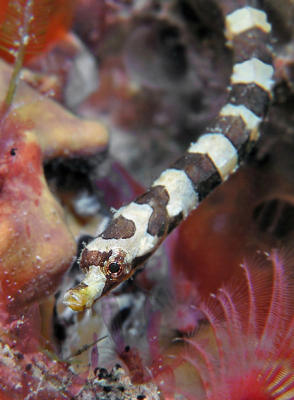 Harlequin Pipefish