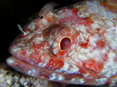 Red Lizardfish