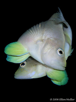 Bonaire Underwater-2006