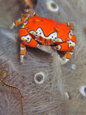 Clown Crab