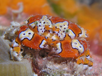 Gaudy Clown Crab