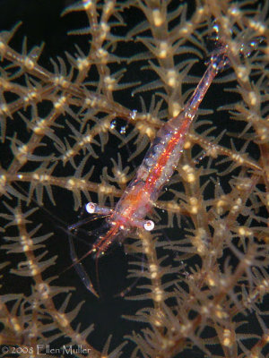 Coral Shrimp