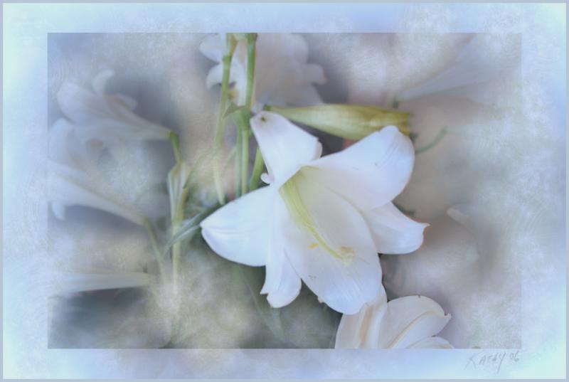 Peace Lily.jpg