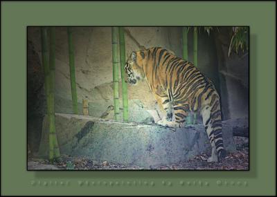 Tiger in Colored Pencil.jpg
