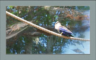 Kingfisher.jpg