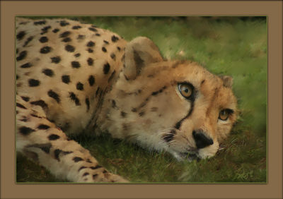 Cheetah.jpg