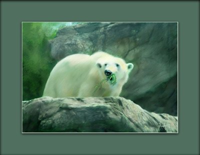 Polar Bear.jpg