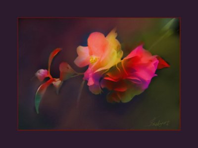 Spectral Camellias.jpg