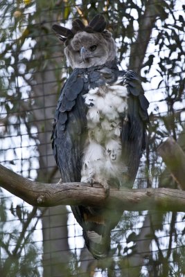 San Diego Zoo II