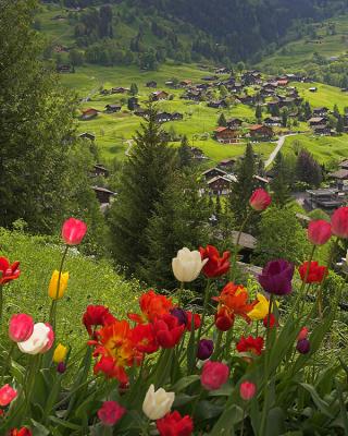 The Bernese Oberland, May '06