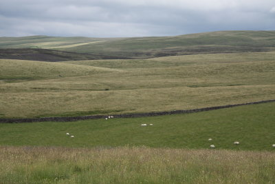 nature avec moutons