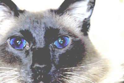 cats