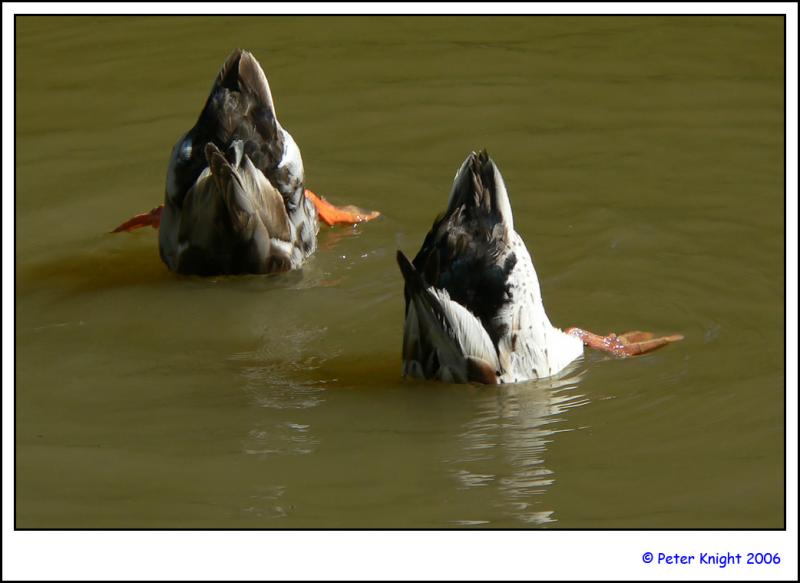 Synchronised swimming 1050448 s.jpg