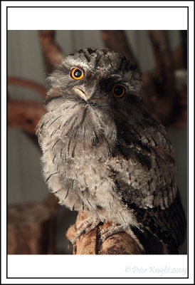 Tawny_Frogmouth 1702_w.jpg