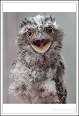 Rescued Tawny Frogmouths