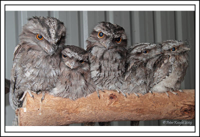 Rescued Tawny Frogmouths