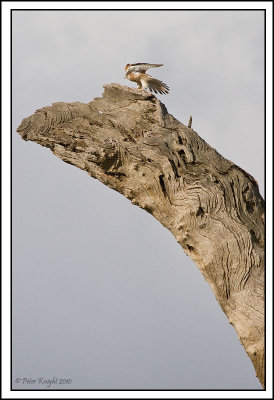 Australian_Kestrel_6538_w.jpg