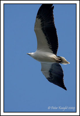 White-bellied_Sea-Eagle_065_w.jpg