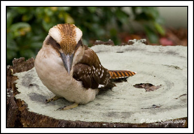 Laughing_Kookaburra_305_w.jpg