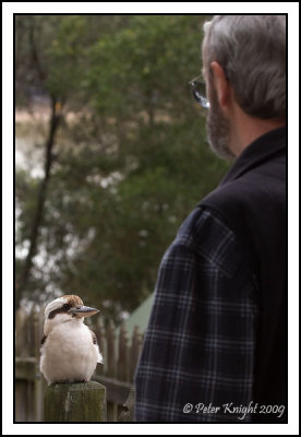 Laughing_Kookaburra_318_w.jpg