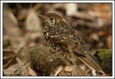 Brush-Cuckoo_9949_w.jpg