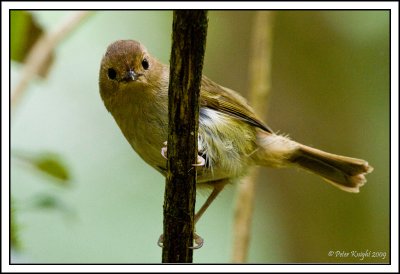 Eastern yellow robin IMG_3222_w.jpg