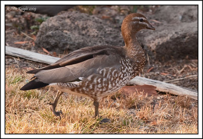 Wood_Duck_9927_w.jpg