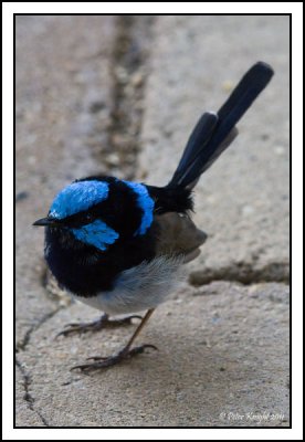 Small birds