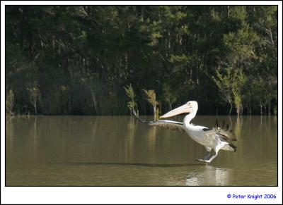 Australian Pelican landing 1_3635_2s.jpg