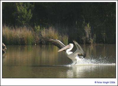 Australian Pelican landing 2_3636_2s.jpg