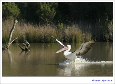 Australian Pelican landing 3_3637_2s.jpg