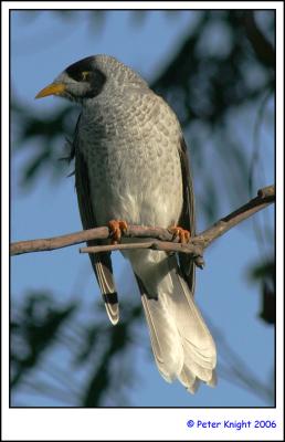 jells park noisy miner 3689_s.jpg